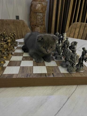 Şotland yastı qulaq