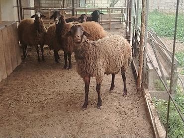 qoyun qala: Erkək, il: 1, Ətlik — 2