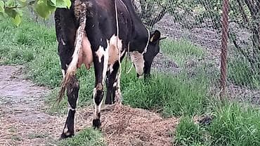 simmental inək satılır: Dişi, Simental, il: 3, 550 kq — 4
