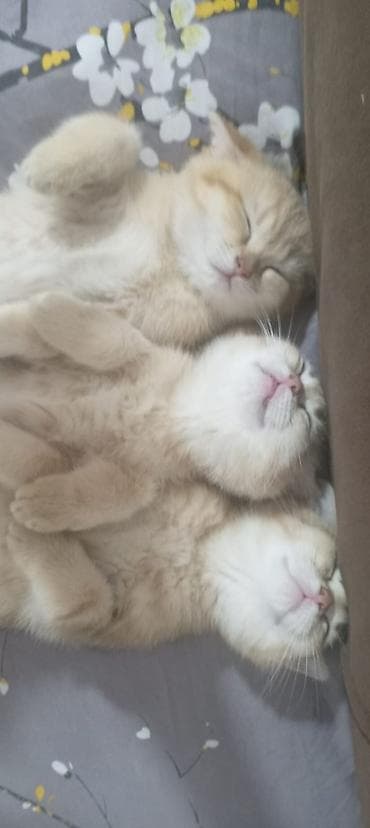 sort pişiklər: Britan — 2