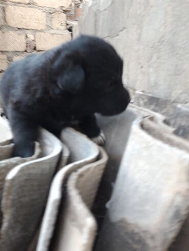 it satisi ucuz: Peyvəndli — 2