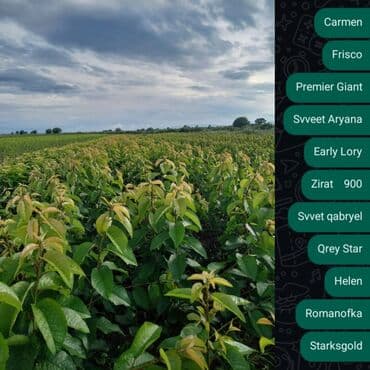 Çöl bitkiləri: Məhsul: Landşaft və bağ üçün iynəyarpaqlı və meyvə tingləri - — 2