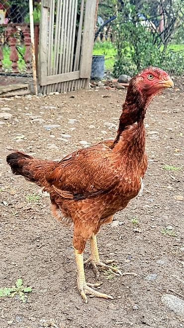 akita iti satilir: Toyuq, Damazlıq — 1