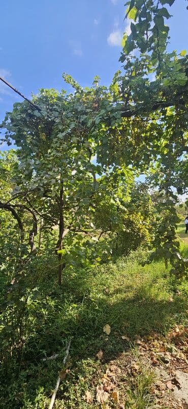 аренда продажа земельных участков: 48 sot, Kənd təsərrüfatı, Kupça (Çıxarış) — 24