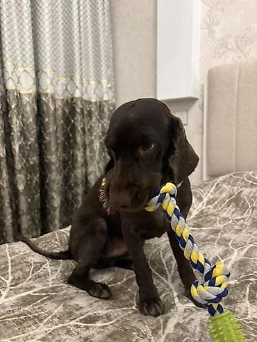 bişik: Cocker spaniel Cütləşməyə dişi axtarırıq Unvan binə qəsəbəsi. Alex — 10