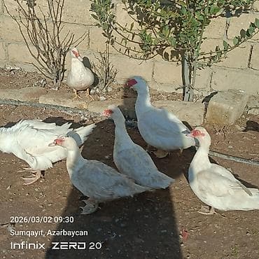 lal ordək balası: Qiymət fərqlidir bunu — 2