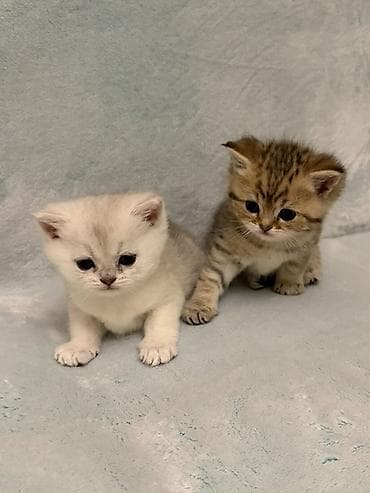 Gəmiricilər: Şinşilla — 3