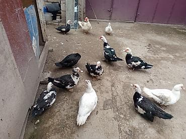 Heyvanlar üçün mallar: Muscovy ördəkləri (hind ördəyi) – müxtəlif rənglərdə sürü - Növ — 2