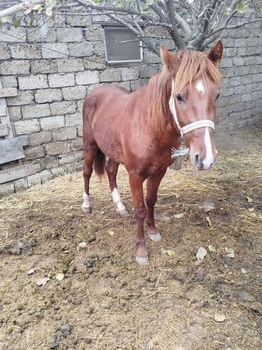 Cins: yerli tip at Rəng: qızılı-kəhvəyi (sinəsində kiçik ağ ləkə), sağ