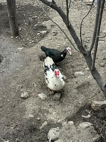 ordek: Erkək, | Lal ördək, Ətlik — 1