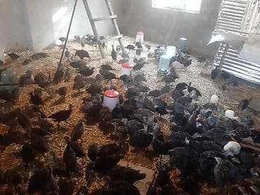 akvarium satisi: ​1 aylıq sağlam hinduşka balaları satılır! ​Cinslər: Şimali Amerikanın — 5
