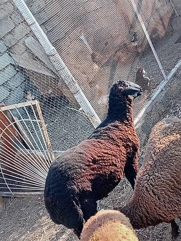 jersey cinsi: Salam 11 ayliq erkek quzu satilir isteyen aşağıdakı nömreyle elaqə — 1