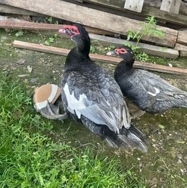 значок хары бюльбюль купить: Təmiz cins zqmrüdü rəng kül rəngi lal ördəklər satılır 3ay 4aylıq — 3