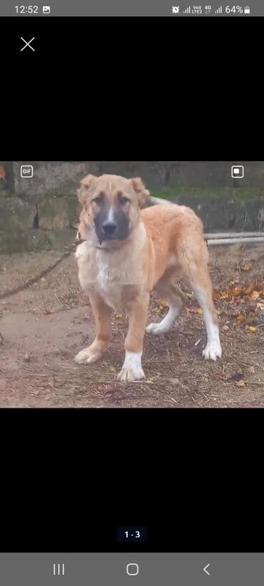 ov itleri satilir: Erkek qurdbasar itede gedir heyetde ayiqdi kucuy balaxanidadi bakida — 2
