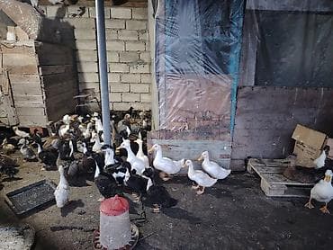 toyuq yemi: Ördək sürüsü – qarışıq rəng və cinslər - Təsərrüfatda çoxsaylı ördək — 2