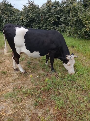 inəyin öd daşı: Dişi, Holsteyn, il: 8 — 2
