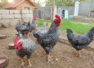 toyuq adlari: Toyuq, Damazlıq — 2