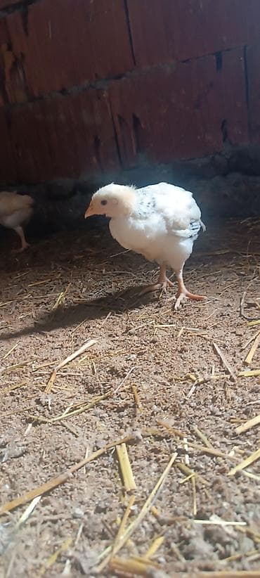 kanada sortu: Toyuq cücələri, Ətlik — 3