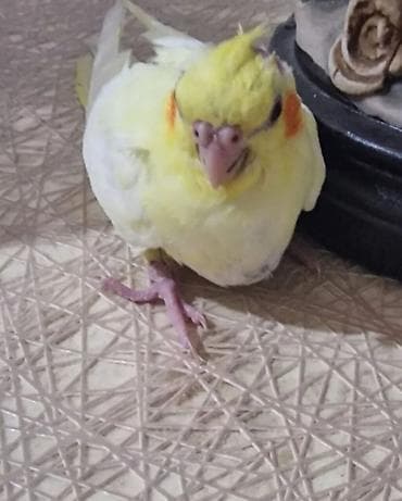 sultan tutuquşusu: Sultan tutuquşusu (cockatiel) təsvir olunan quşdur. Sarı rəngli — 1