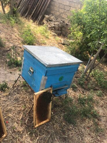 Yemlər: Yeni 2 mərtəbə arı yeşikləri, ramkaları, yem qabı, oturacağı — 1