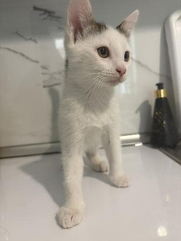 ev pisiyi: Yaxşı əllərə, Ünvandan götürmə — 5