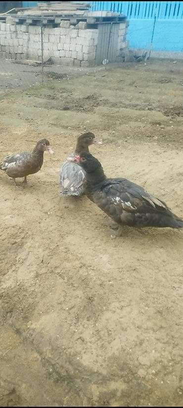 Musk ördəkləri (indo-ördəklər) – 3 baş 1 Erkey 2 dişi Krasnadar -