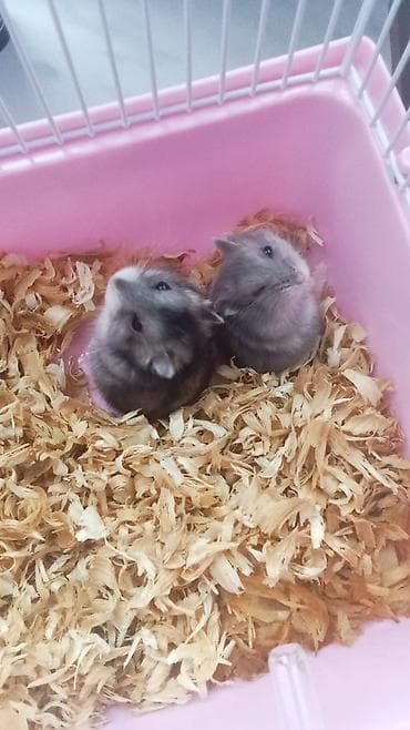 Cırtdan xomyaklar - Növ: Dwarf (cücə) xomyaklar - Rənglər: Boz-gümüşü