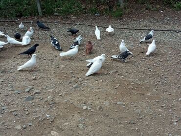 Hamsi satılır istəyən yazsın