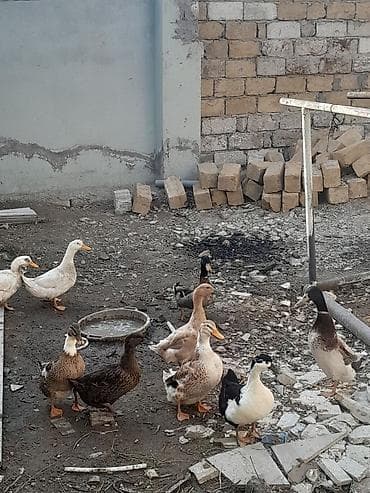 ordek satisi: Satış: ördəklər (qarışıq rəng və cinslər) Məhsul təsviri: - — 3