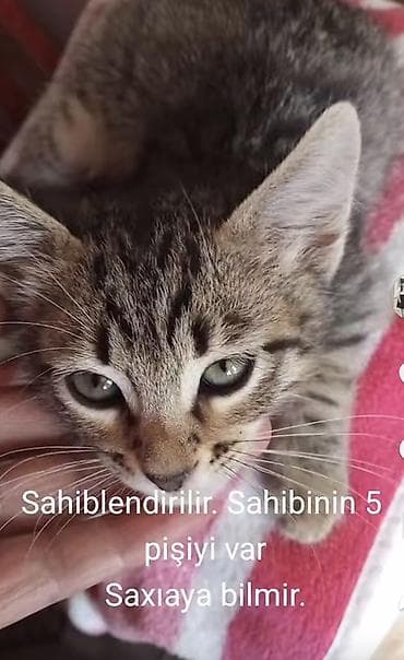 ev heyvani: Tabbi, Erkək, Yaxşı əllərə, Ünvandan götürmə — 1