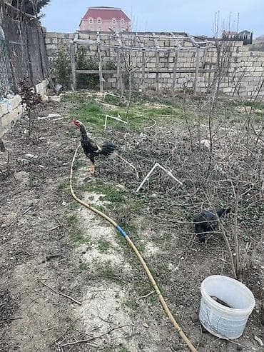 satilik inekler: Toyuq, Damazlıq — 3