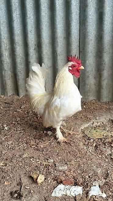 amadin quşu: 2 fere bir beçe 80m Xüsusiyyətlər: - Xoruz: ağ lələklər, qırmızı ibik — 1