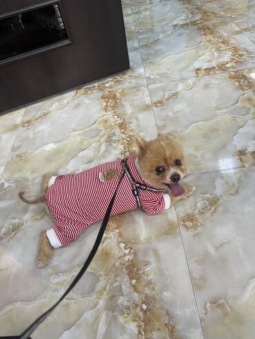 выгул собак бишкек: Шпиц, 4 года, Самец — 5