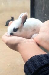 karlik dovşanlar: Uzun tüklü dekorativ dovşan - Cins: ehtimalən Angora/mix dekorativ — 17