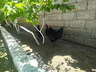 ev sicani: Toyuq, Australorp, Yumurtalıq, Ünvandan götürmə — 2