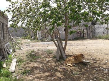 mərdəkanda torpaq: 9 sot, Tikinti, Mülkiyyətçi, Kupça (Çıxarış) — 14