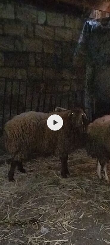 Pişiklər: Qoyun – erkek quzudu kokdu ünvan Göyçay qiymeti 360azn - Cins: yerli — 1