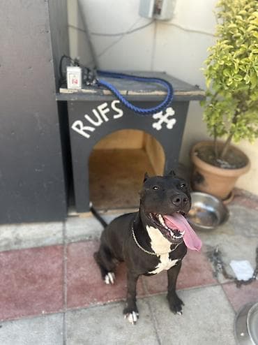 cütlə: Pitbul, 2 il, Erkək, Cütləşmə üçün, Ünvandan götürmə — 2