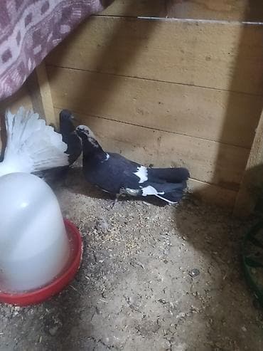 it bazarı bakı: Göyərçin pavlin — 3