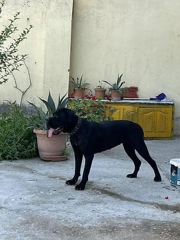 kanekorsa: Kane-Korso, 10 ay, Dişi, Peyvəndli, Ödənişli çatdırılma, Ünvandan götürmə — 2