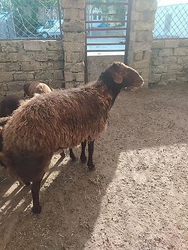 Erkək, Qala, il: 2, 100 kq, Damazlıq, Ətlik, Ünvandan götürmə — 1