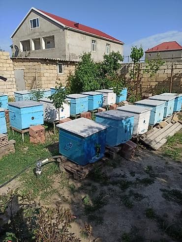 hava kompresoru satilir: Arılar bakfast ve kalinka növləridi. Yüksək məhsuldarlıq verir — 1