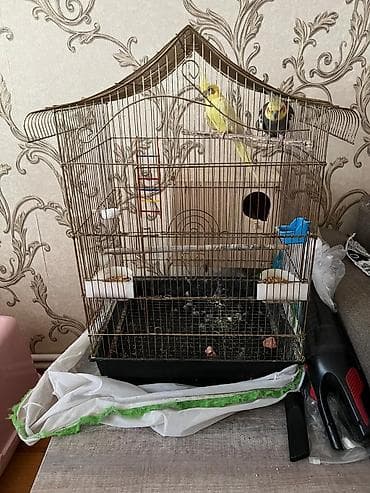 qefes: Nimfa (Cockatiel) cütü və qəfəs dəsti Məhsulun tərkibi: - 2 ədəd — 3