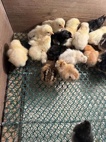 quş adları: 2 günüydülər 

Əldə az qalıb 1 əd 0.65 qəpiy

Ünvan binəqədi — 3