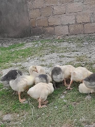 papuqay type 1: Salam aleykum tam sağlam linda və quban qaz balaları çıxdı satışa — 4