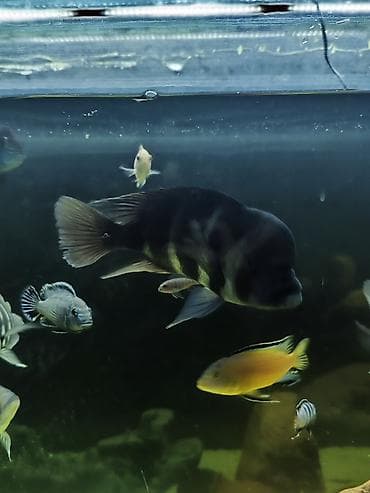 baliq akvarum: Cixlid balığı, Yırtıcı — 5