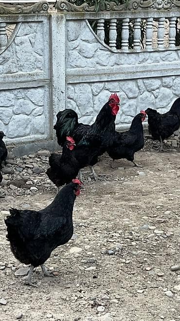 cins toyuqlar: Təmiz qan australorp yumurtaları satılır — 1