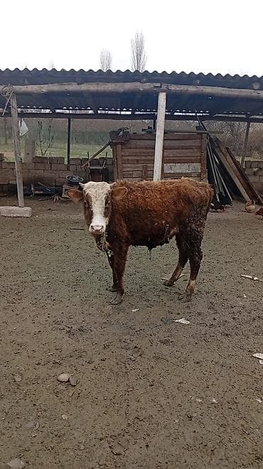 Satlıq dana – yerli qarışıq cins - Rəng: qəhvəyi bədən, ağ alın və