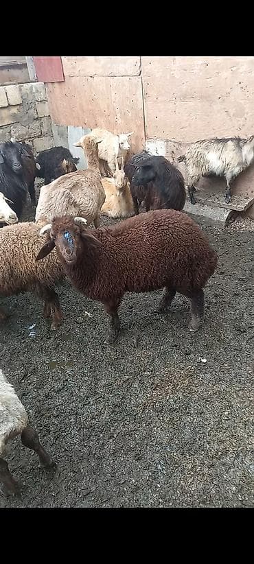 cins qoyun: Salam Aleykum mor karaman sortu əsil damazlıq üçün super sağlam erkəy — 2