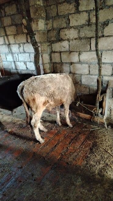 ən gözəl itlər: 6aylg erkek dana unvan agdas — 2